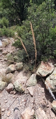 Muhlenbergia emersleyi