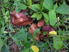 Psilocybe caerulescens