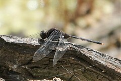 Erythemis plebeja