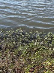 Ludwigia peploides glabrescens