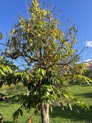 Lagerstroemia floribunda