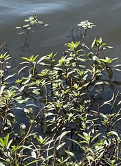 Ludwigia peploides glabrescens