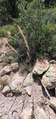 Muhlenbergia emersleyi
