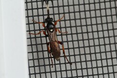Ichneumon promissorius