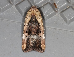 Elaphria chalcedonia