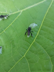 Frieseomelitta nigra