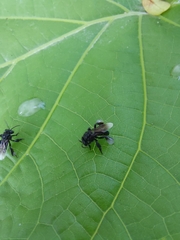 Frieseomelitta nigra