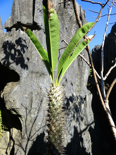 Pachypodium lamerei