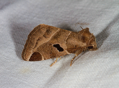 Plagiomimicus pityochromus