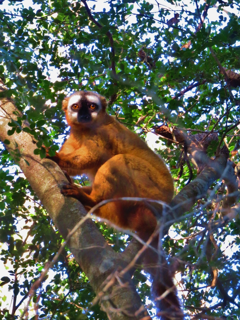 Red-Fronted Lemur