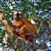 Red Brown Lemur - Photo no rights reserved