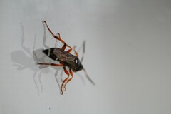 Ichneumon promissorius