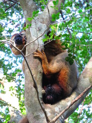 Red-Fronted Lemur photo 2