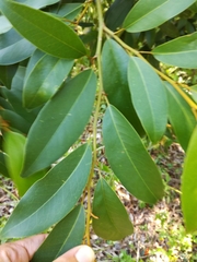 Magnolia compressa