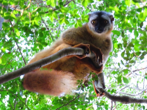 Red Brown Lemur