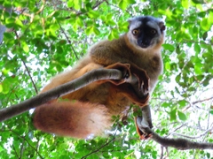 Red-Fronted Lemur photo 3