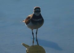 Charadrius vociferus