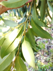 Magnolia compressa