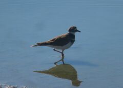 Charadrius vociferus