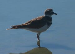 Charadrius vociferus