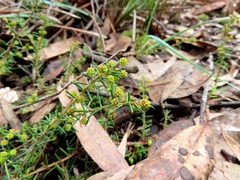 Acacia aculeatissima