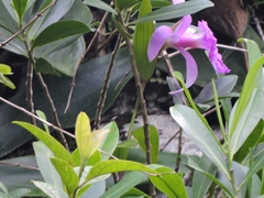 Sobralia macrantha