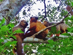 Red-Fronted Lemur photo 5