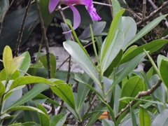 Sobralia macrantha