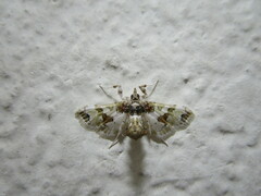 Leucinodes orbonalis