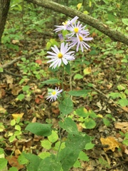 Symphyotrichum anomalum
