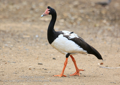 Anseranas semipalmata