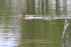 Malacorhynchus membranaceus