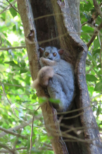 Randrianasolo's Sportive Lemur