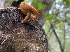 Pholiota granulosa