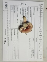 Russula subtilis