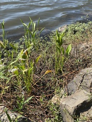 Sagittaria platyphylla