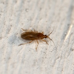 Anthocoridae