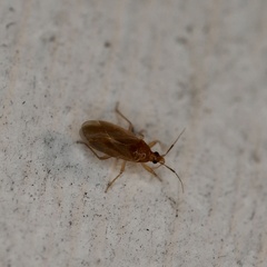 Anthocoridae