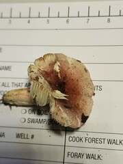 Russula subtilis