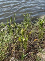 Sagittaria platyphylla