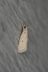Diatraea