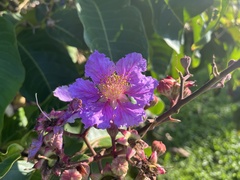 Lagerstroemia speciosa