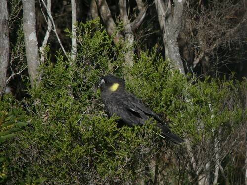 A black bird with a yellow patch around the ear perched in a tree