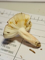 Russula subtilis