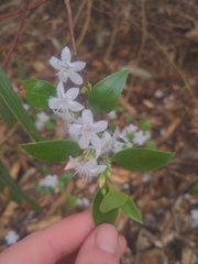 Myoporum petiolatum