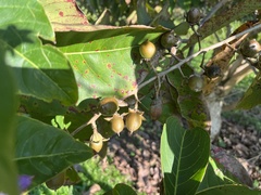 Lagerstroemia speciosa
