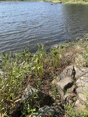 Sagittaria platyphylla