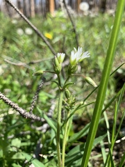 Cerastium holosteoides