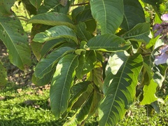 Lagerstroemia speciosa