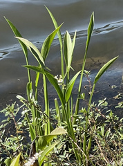 Sagittaria platyphylla